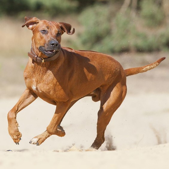 Canine Companions: Exploring the Top Dog Breeds Loved Around the World