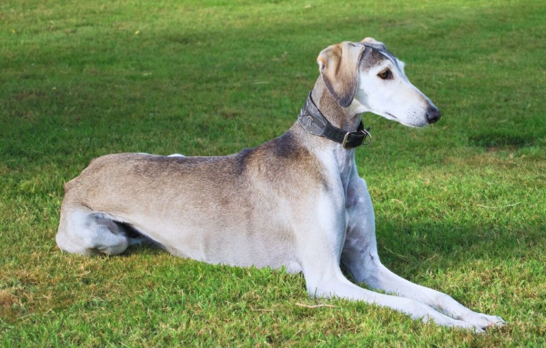 Long-Nosed Beauties: Adorable Dogs with Charming Snouts