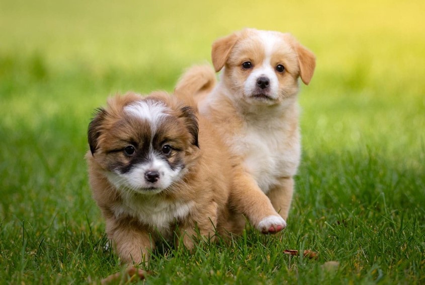 From Paws to Prowess: Decoding Puppy Development Stages